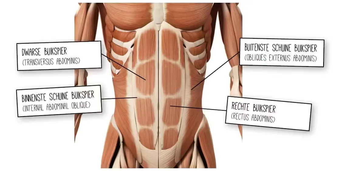 Strakke Buik Bijbel Buikspieren